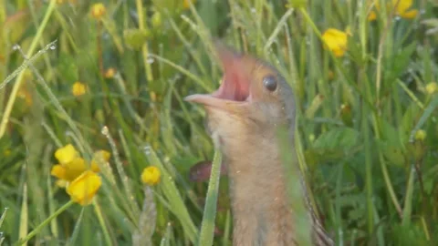 Corn crake bird singing in flowering meadow. Crex crex Stock Footage 197112071