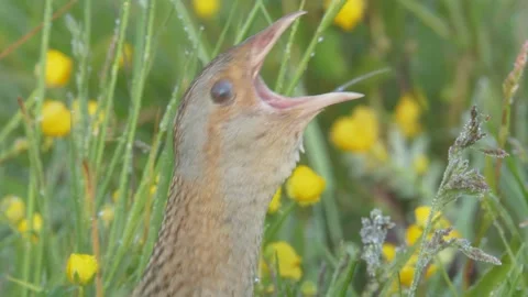 Corn crake bird singing in flowering meadow. Crex crex Stock Footage 197112120