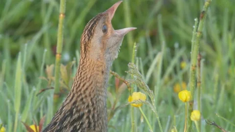 Corn crake bird singing in flowering meadow. Crex crex Stock Footage 197112135