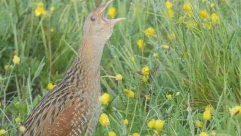 Corn crake bird singing in flowering meadow. Crex crex Stock Footage 197112151