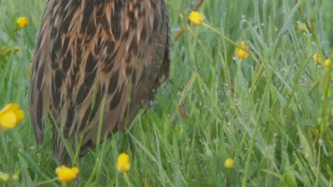 Corn crake bird singing in flowering meadow. Crex crex Stock Footage 197112158