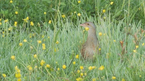 Corn crake bird singing in flowering meadow. Crex crex Stock Footage 197112184