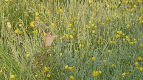 Corn crake bird singing in flowering meadow. Crex crex Stock Footage 197112212