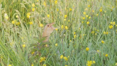 Corn crake bird singing in flowering meadow. Crex crex Stock Footage 197112250