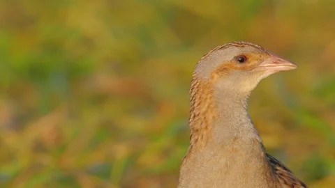 Corn crake. Close-up of the head. Crex crex. Stock Footage 90083210