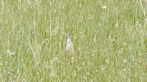 Corn crake Crex crex is about to kick some ass Stock Footage 64244212