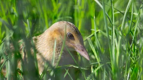 Corn Crake- Crex Crex Foto stock