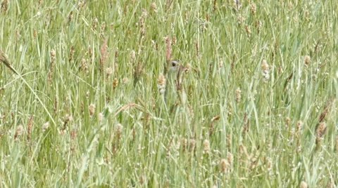 Corn crake Crex crex is worried in a meadow Video stock 64245151