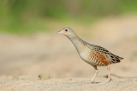 Corn crake or corncrake or landrail bird, Crex crex Stock Photos