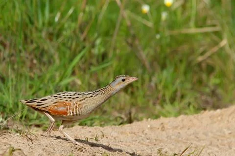 Corn crake or corncrake or landrail bird, Crex crex Stock Photos