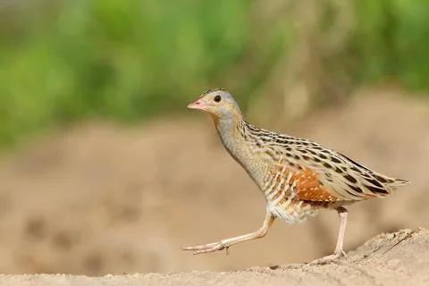 Corn crake or corncrake or landrail bird, Crex crex Stock Photos
