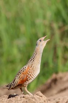 Corn crake or corncrake or landrail bird, Crex crex Stock Photos
