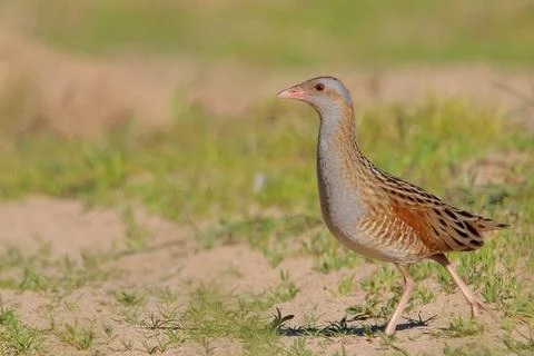 Corn crake or corncrake or landrail bird, Crex crex Stock Photos