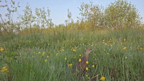 Corn crake or corncrake or landrail bird, Crex crex Stock Photos