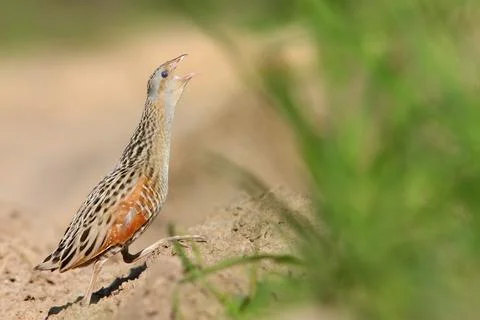 Corn crake or corncrake or landrail bird, Crex crex Stock Photos