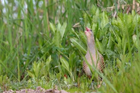 Corn crake or corncrake or landrail bird, Crex crex Stock Photos