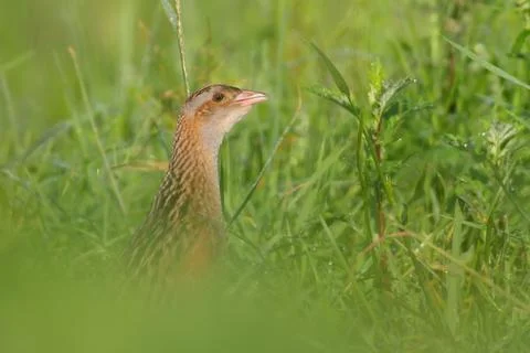 Corn crake or corncrake or landrail bird, Crex crex Stock Photos