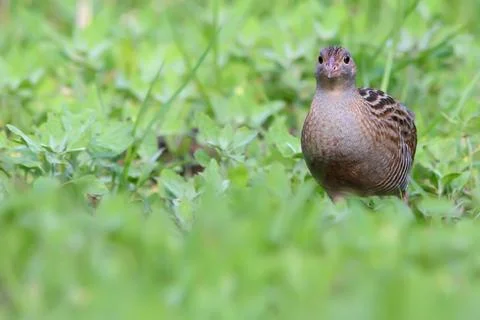 Corn crake or corncrake or landrail bird, Crex crex Stock Photos