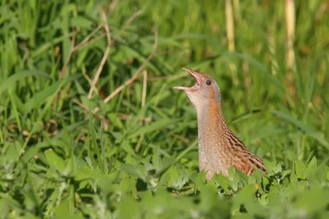 Corn crake or corncrake or landrail bird, Crex crex Stock Photos