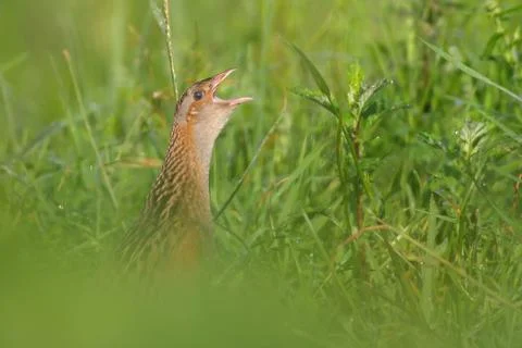 Corn crake or corncrake or landrail bird, Crex crex Stock Photos