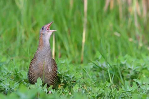Corn crake or corncrake or landrail bird, Crex crex Stock Photos