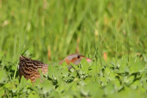 Corn crake or corncrake or landrail bird, Crex crex Stock Photos