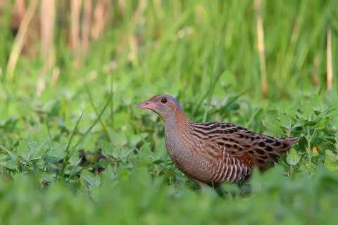 Corn crake or corncrake or landrail bird, Crex crex Stock Photos