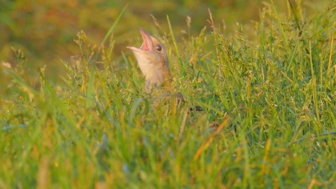 Corn crake. Singing bird at sunrise. Crex crex. Stock Footage 90082437