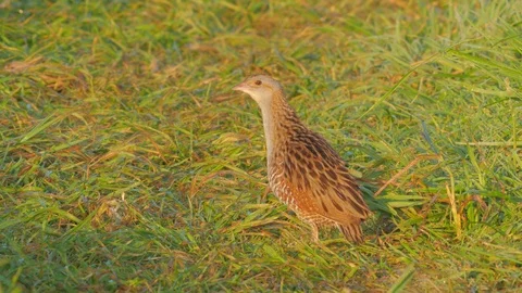 Corn crake. Singing bird at sunrise. Crex crex. Stock Footage 90082616
