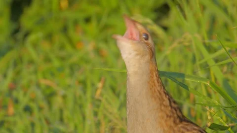Corn crake. Singing bird at sunrise. Crex crex. Stock Footage 90082747