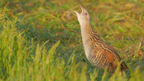 Corn crake. Singing bird at sunrise. Crex crex. Stock Footage 90082816