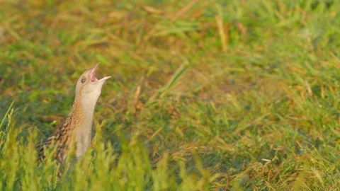 Corn crake. Singing bird at sunrise. Crex crex. Stock Footage 90082859