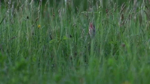 Corn crake singing in the middle of tall grass during an evening Stock Footage 142991651
