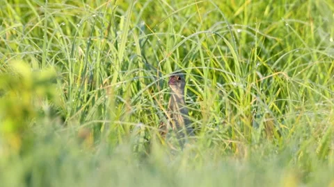 Corn crake singing in the middle of tall grass Stock Footage 246377912