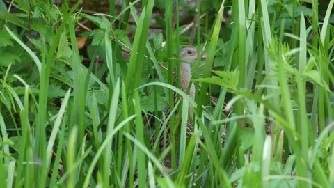 Corn crake standing in grass and walking away Stock Footage 247146310