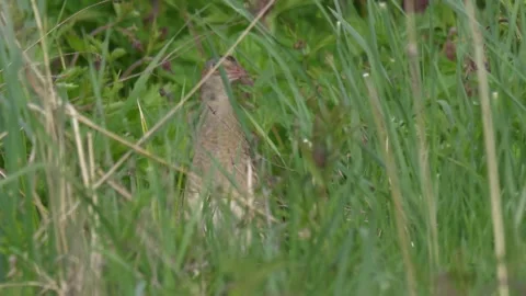 Corn crake in the tall grass (Crex crex) Stock Footage 280689352