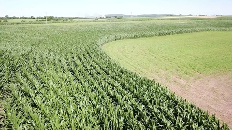 Corn crop and hay fields in a stiff wind, low fly over. Stock-Footage 92054852