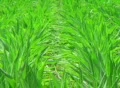 Corn Crop Blowing in Wind Footage