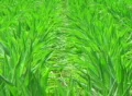 Corn Crop Blowing in Wind SD Footage