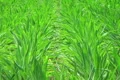 Corn Crop Blowing in Wind Footage