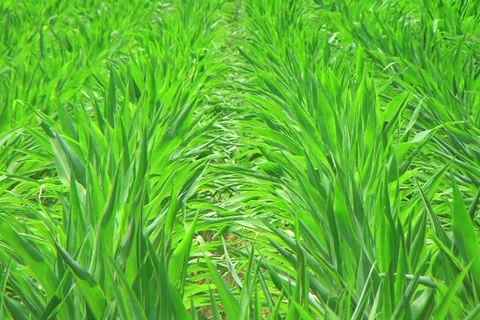 Corn Crop Blowing in Wind Stockbeeldmateriaal 2776206