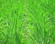Corn Crop Blowing in Wind SD Footage