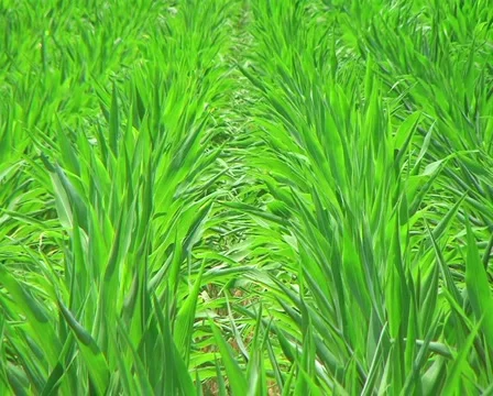 Corn Crop Blowing in Wind 動画素材 2857444