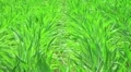 Corn Crop Blowing in Wind HD Footage