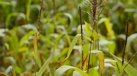 Corn crop in breeze Stock Footage