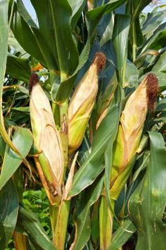Corn crop in China Stock Photos