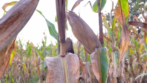 Corn Crop Close-Up in Direct Sunlight | Large Maize Ears Growing on Plant Видео 318663145