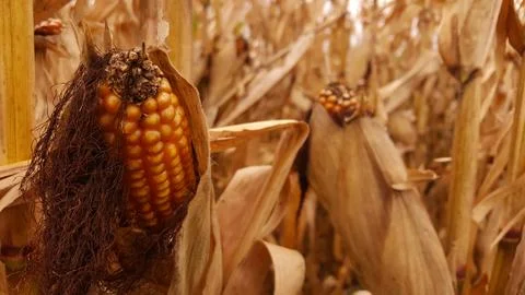 Corn Crop in Close Up Stock Photos