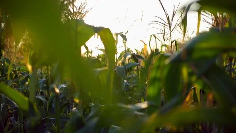Corn crop in a cultivated field. Stock Footage 88370320
