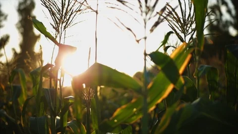 Corn crop in a cultivated field. 스톡 동영상 88370327